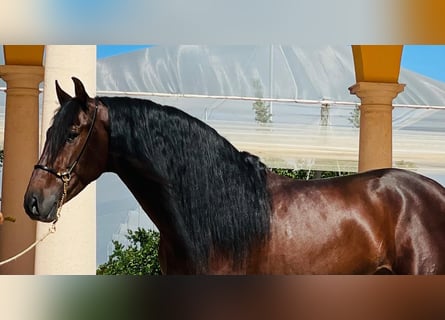 PRE Mix, Stallion, 5 years, 15,2 hh, Bay-Dark