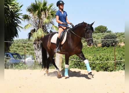 PRE, Stallion, 5 years, 15,2 hh, Black