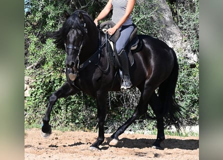 PRE Mix, Stallion, 5 years, 15.2 hh, Black