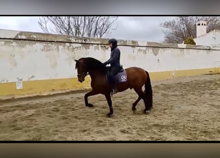 PRE, Stallion, 5 years, 15.2 hh, Brown