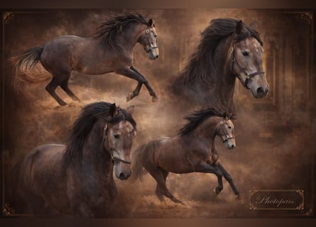 PRE, Stallion, 5 years, 15.2 hh, Can be white