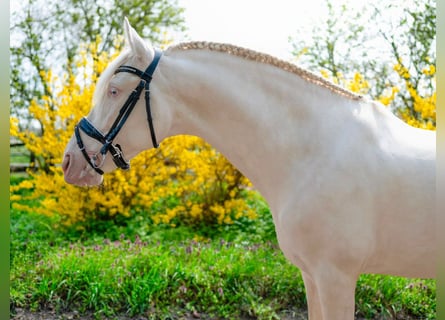 PRE Mix, Stallion, 5 years, 15.2 hh, Cremello