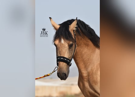 PRE, Stallion, 5 years, 15,2 hh, Dun