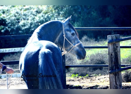 PRE, Stallion, 5 years, 15.2 hh, Grey-Dapple