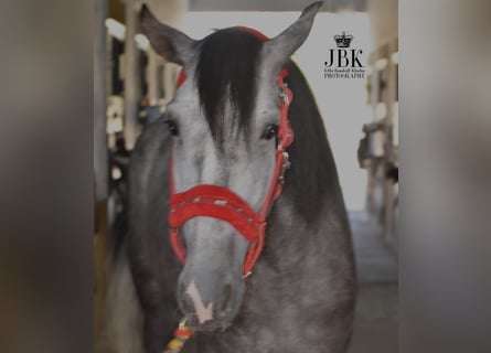 PRE, Stallion, 5 years, 15.2 hh, Grey