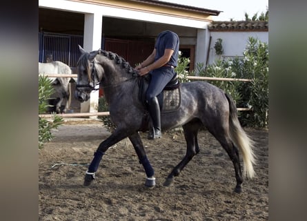 PRE, Stallion, 5 years, 15.2 hh, Grey