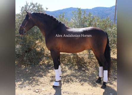 PRE Mix, Stallion, 5 years, 15,3 hh, Bay-Dark