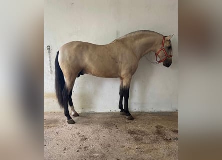 PRE, Stallion, 5 years, 15.3 hh, Dun