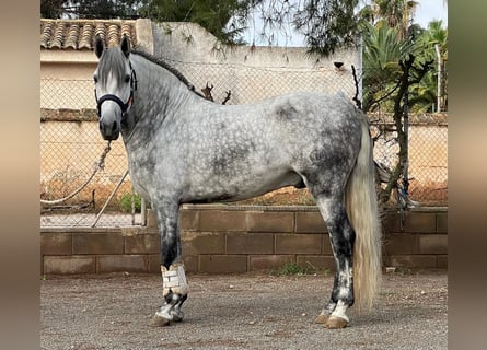 PRE Mix, Stallion, 5 years, 15,3 hh, Gray-Dapple