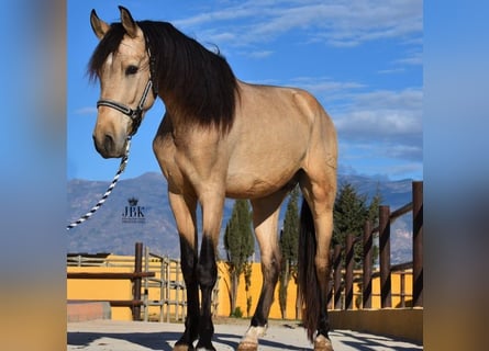 PRE, Stallion, 5 years, 15 hh, Dun