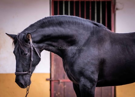 PRE, Stallion, 5 years, 15,2 hh, Black