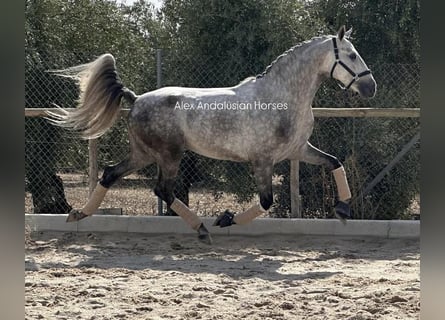 PRE Mix, Stallion, 5 years, 15,2 hh, Gray