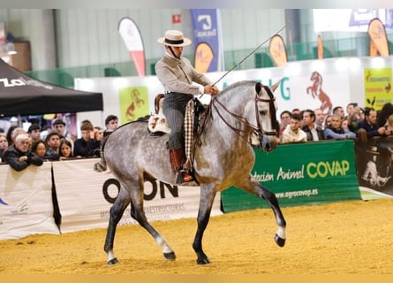 PRE, Stallion, 5 years, 15,2 hh, Gray