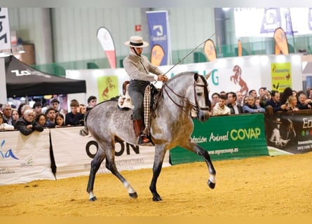 PRE Mix, Stallion, 5 years, 15,2 hh, Grey