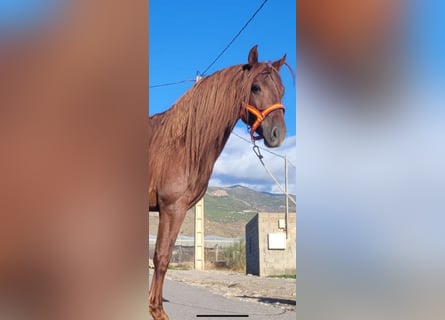 PRE Mix, Stallion, 5 years, 15,2 hh