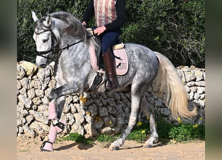 PRE, Stallion, 5 years, 15,2 hh