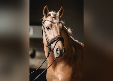 PRE Mix, Stallion, 5 years, 15,2 hh, Palomino