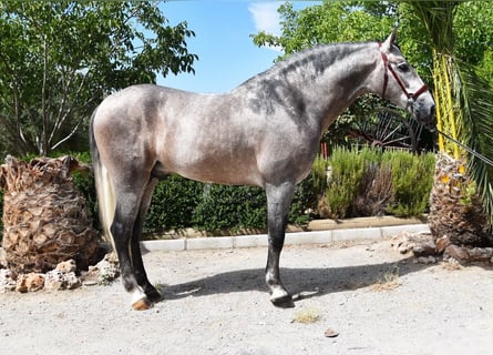 PRE, Stallion, 5 years, 16,1 hh