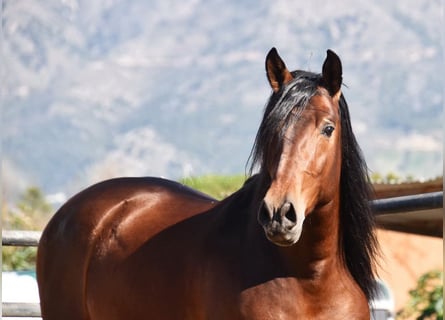 PRE, Stallion, 5 years, 16,1 hh, Brown