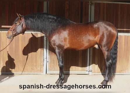 PRE Mix, Stallion, 5 years, 16,1 hh, Brown