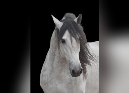PRE, Stallion, 5 years, 16.1 hh, Gray-Dapple