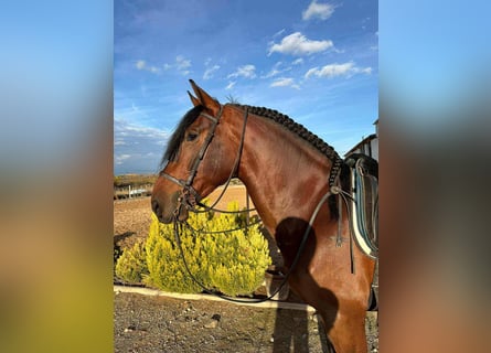 PRE Mix, Stallion, 5 years, 16.1 hh, Grey