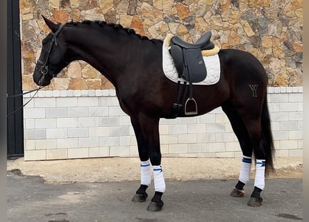 PRE, Stallion, 5 years, 16,1 hh, Smoky-Black