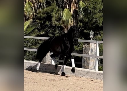 PRE, Stallion, 5 years, 16,2 hh, Black