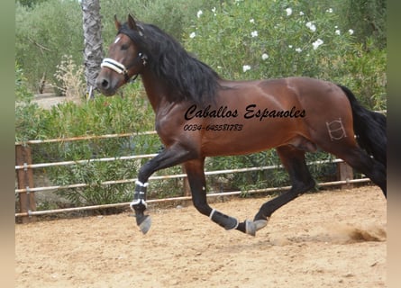 PRE, Stallion, 5 years, 16,2 hh, Brown