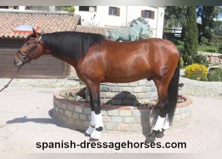 PRE Mix, Stallion, 5 years, 16.2 hh, Brown