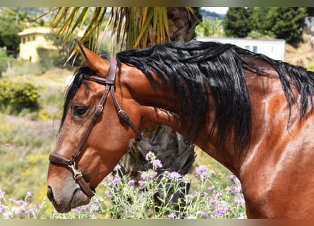 PRE Mix, Stallion, 5 years, 16.2 hh, Brown