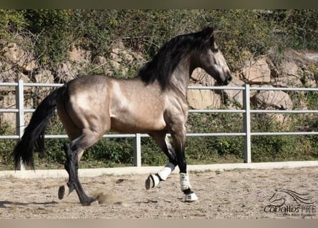 PRE, Stallion, 5 years, 16.2 hh, Buckskin