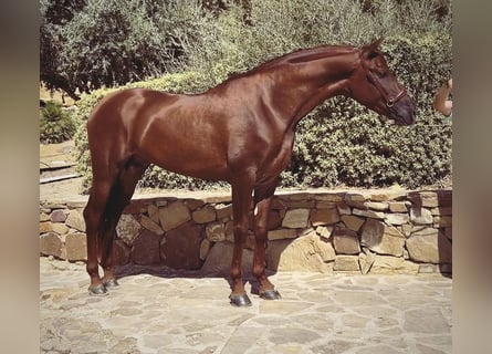 PRE, Stallion, 5 years, 16,2 hh, Chestnut-Red