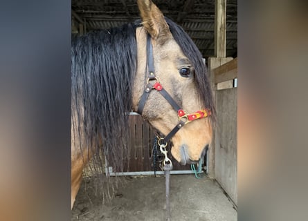 PRE, Stallion, 5 years, 16.2 hh, Dun