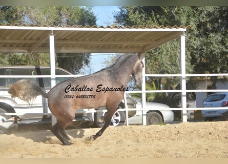 PRE, Stallion, 5 years, 16.2 hh, Gray-Dapple
