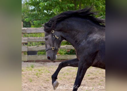 PRE, Stallion, 5 years, 16.2 hh, Gray-Dark-Tan