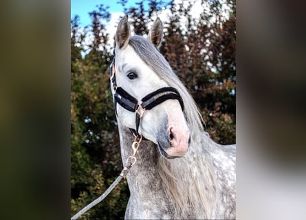 PRE, Stallion, 5 years, 16,2 hh, Gray