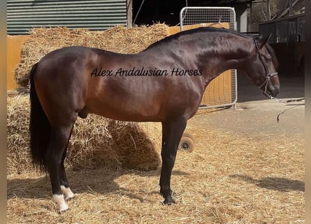 PRE Mix, Stallion, 5 years, 16 hh, Bay-Dark