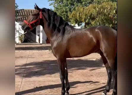 PRE Mix, Stallion, 5 years, 16 hh, Bay
