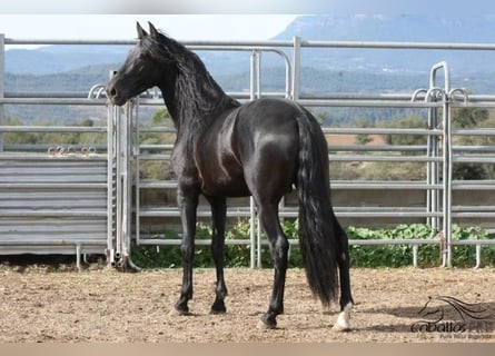 PRE, Stallion, 5 years, 16 hh, Black