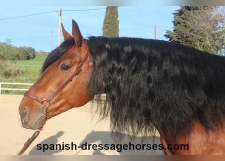 PRE Mix, Stallion, 5 years, 16 hh, Brown