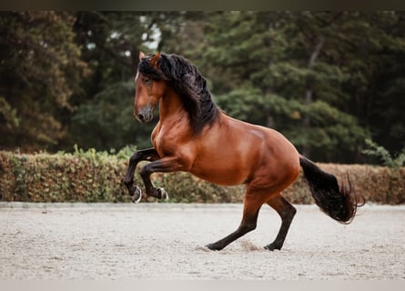 PRE, Stallion, 5 years, 16 hh, Brown