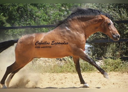 PRE Mix, Stallion, 5 years, 16 hh, Buckskin