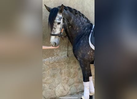 PRE Mix, Stallion, 5 years, 16 hh
