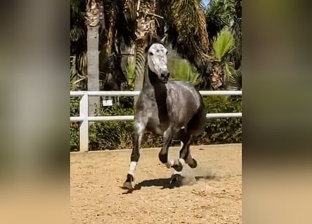 PRE Mix, Stallion, 5 years, 16 hh