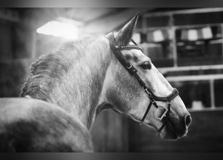 PRE, Stallion, 5 years, 16 hh, Gray-Dapple