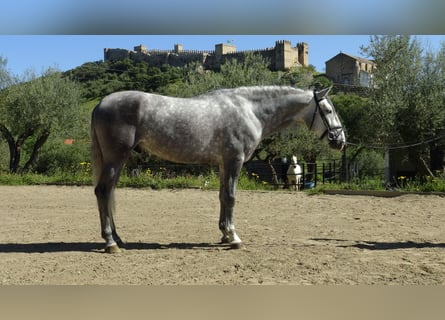 PRE, Stallion, 5 years, 16 hh, Gray
