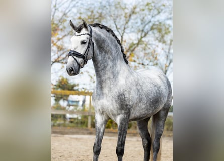 PRE Mix, Stallion, 5 years, 16 hh, Gray