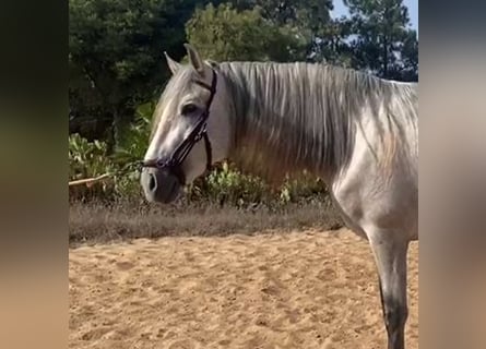 PRE Mix, Stallion, 5 years, 16 hh, Gray