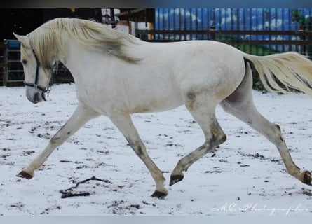 PRE, Stallion, 5 years, 16 hh, Gray